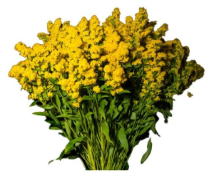 Solidago